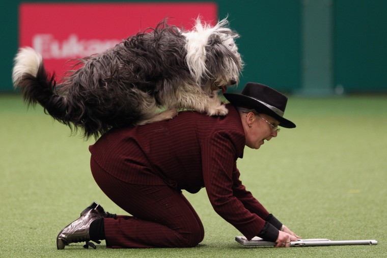 Image: Dogs And Owners Gather For 2012 Crufts Dog Show